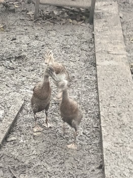 Sprzedam Kaczki biegusy
