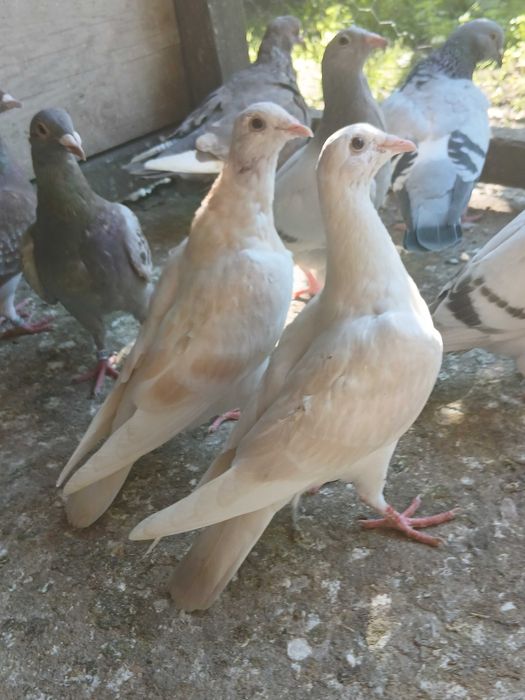 Lemon ,Lemony Gołębie, Gołąb