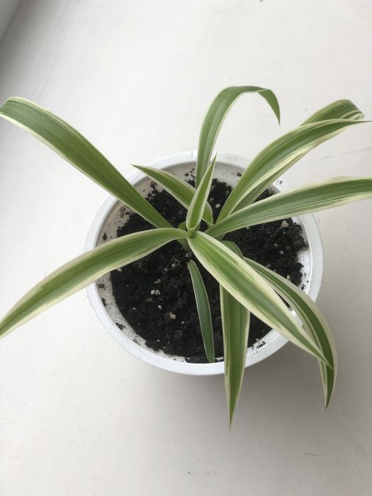 Хлорофітум щепка