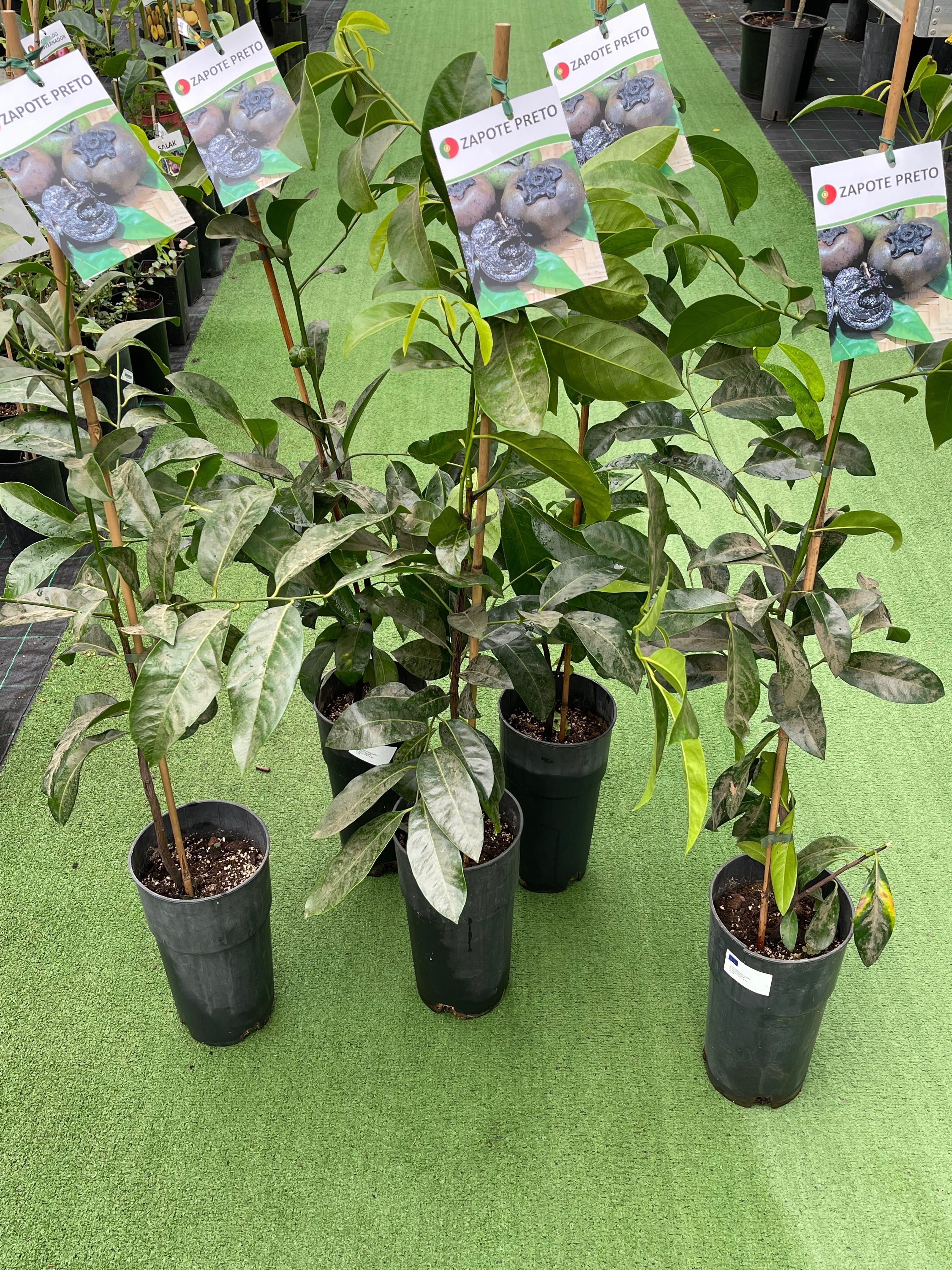 Zapote preto planta