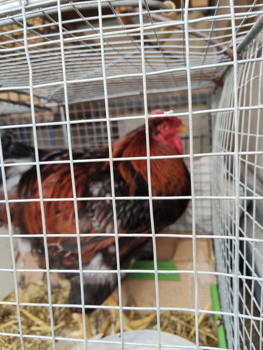 Wyandotte, Wyandotta, Wyandotty Koguty