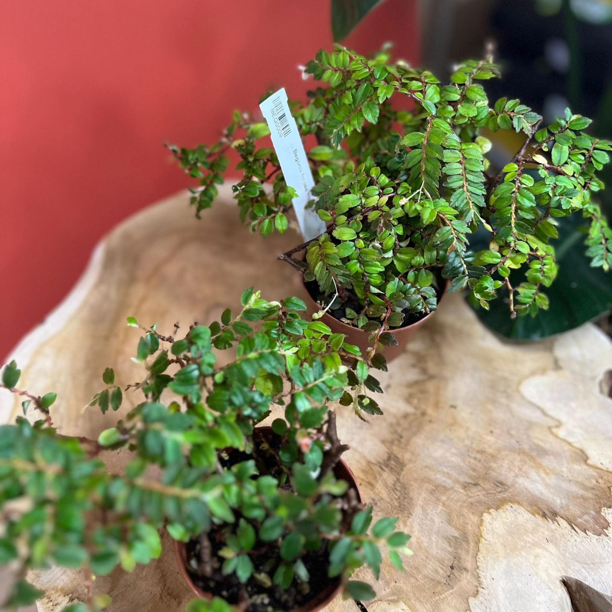 Begonia foliosa miniata D 9cm