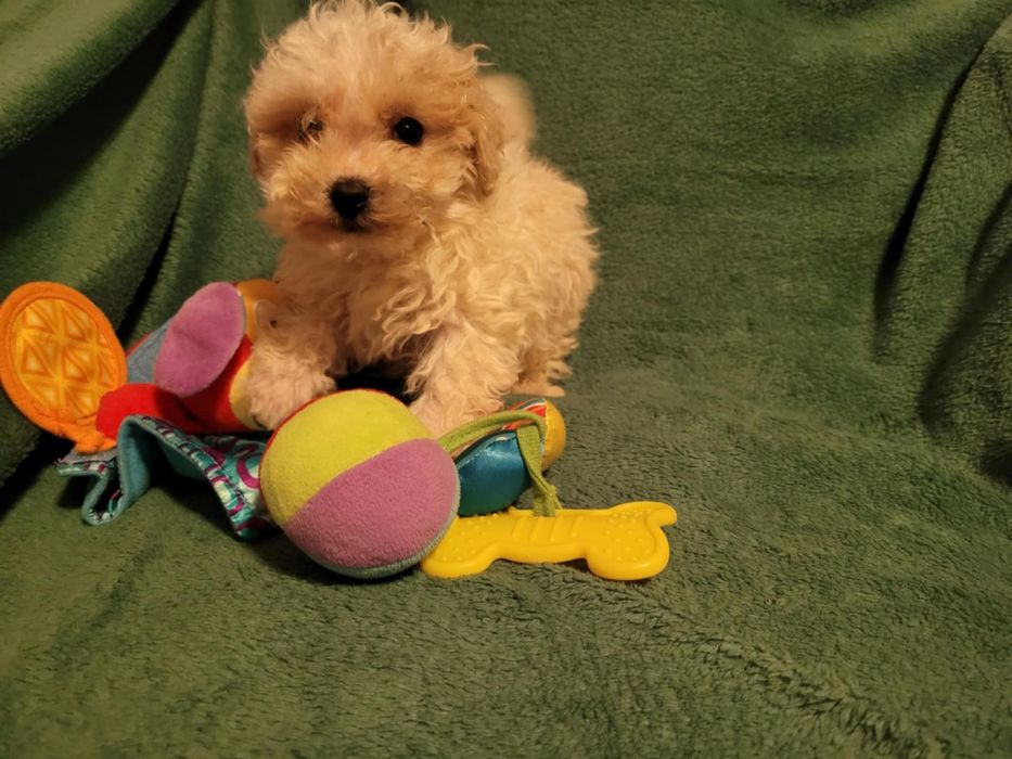Maltipoo suczka Warszawa maltańczyk pudel