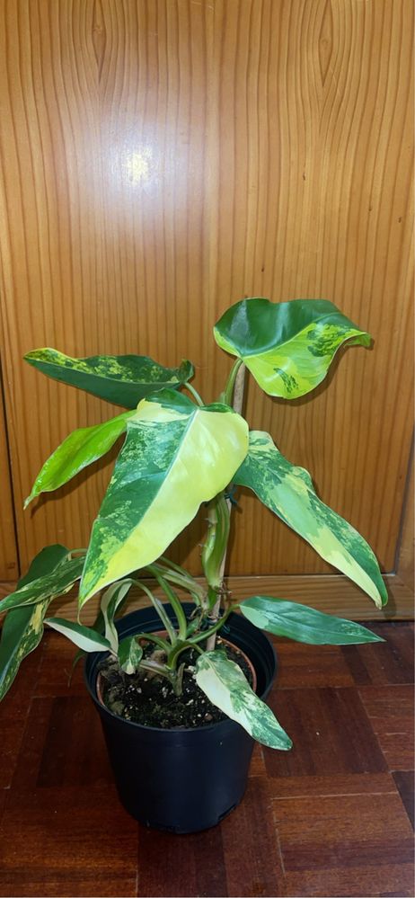 Planta philodendron domesticum