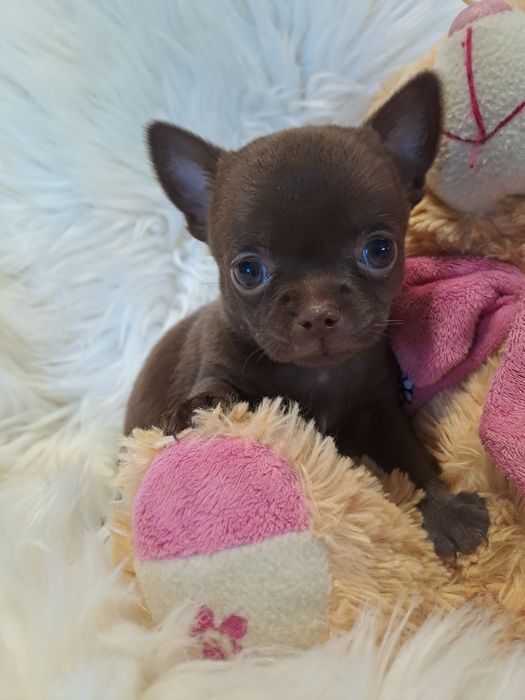 **SALLY**sunia chihuahua malutka choco zarezerwowana