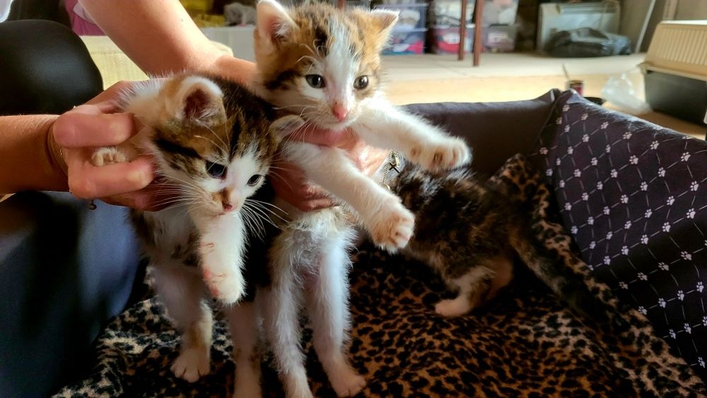 Prześliczne kocięta do adopcji