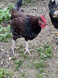Galo sussex tricolor (specked sussex) /galinha