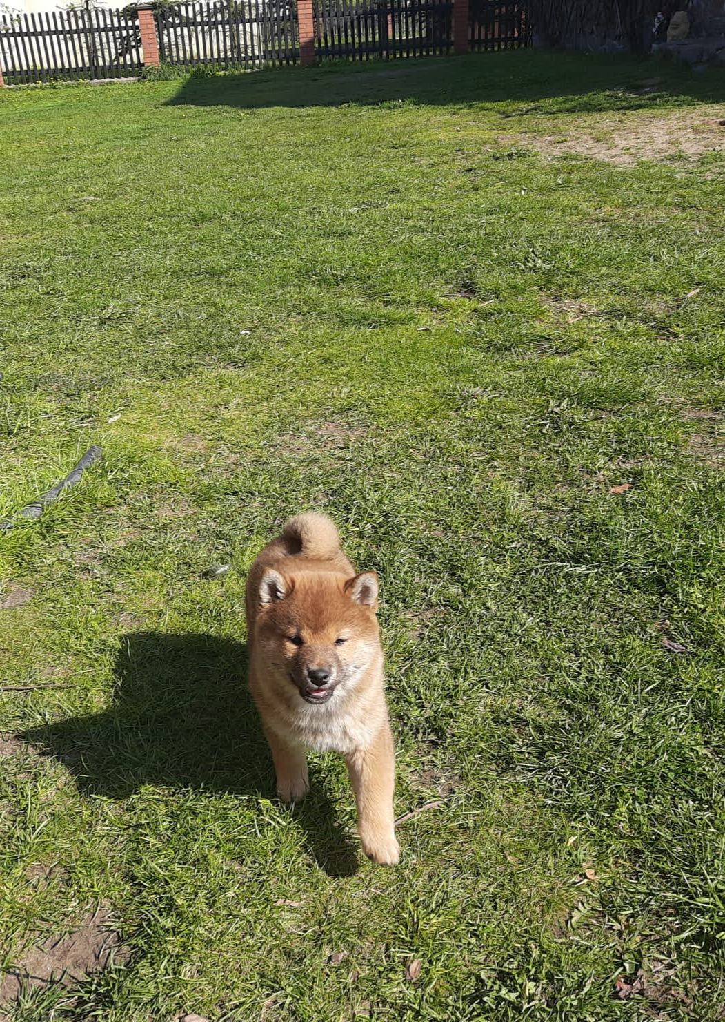 Shiba Inu szczeniak RUDY SAMIEC Wrzosowa Zagroda FCI ZKwP