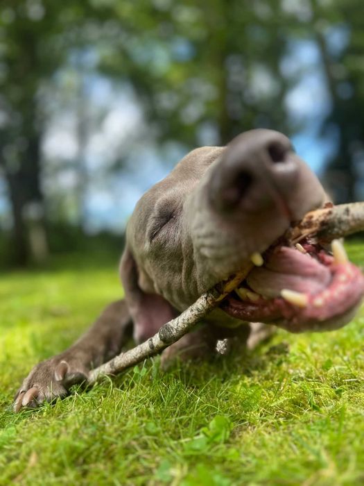 Hotel dla psów , zwierząt ,opieka nad psem Częstochowa Wieluń