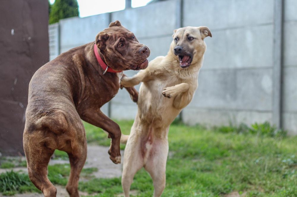 Mambo do adopcji - pies który przyleciał do Polski z wysp Karaibskich
