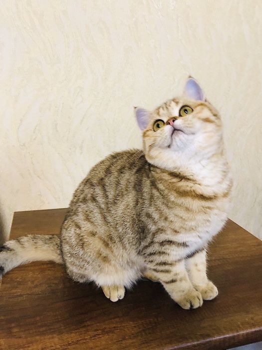 Неймовірні золоті кошенятко . Купити в Київі в Україні.