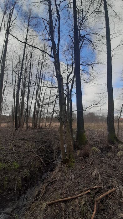 Olcha tartaczna na pniu