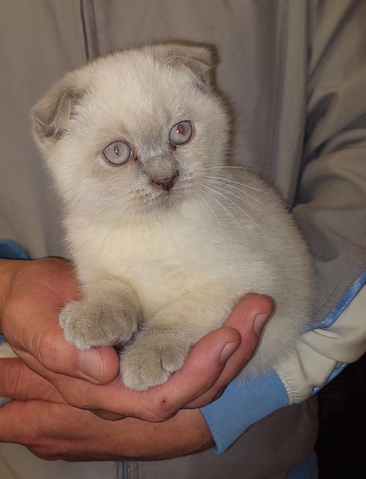 Породистая Девочка Скоттиш фолд.