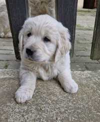 Ostatni piesek golden retriever