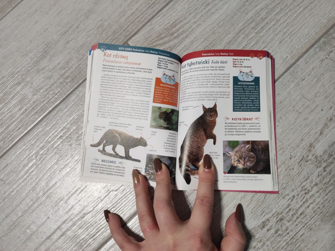 Atlas kotów dzikich i domowych