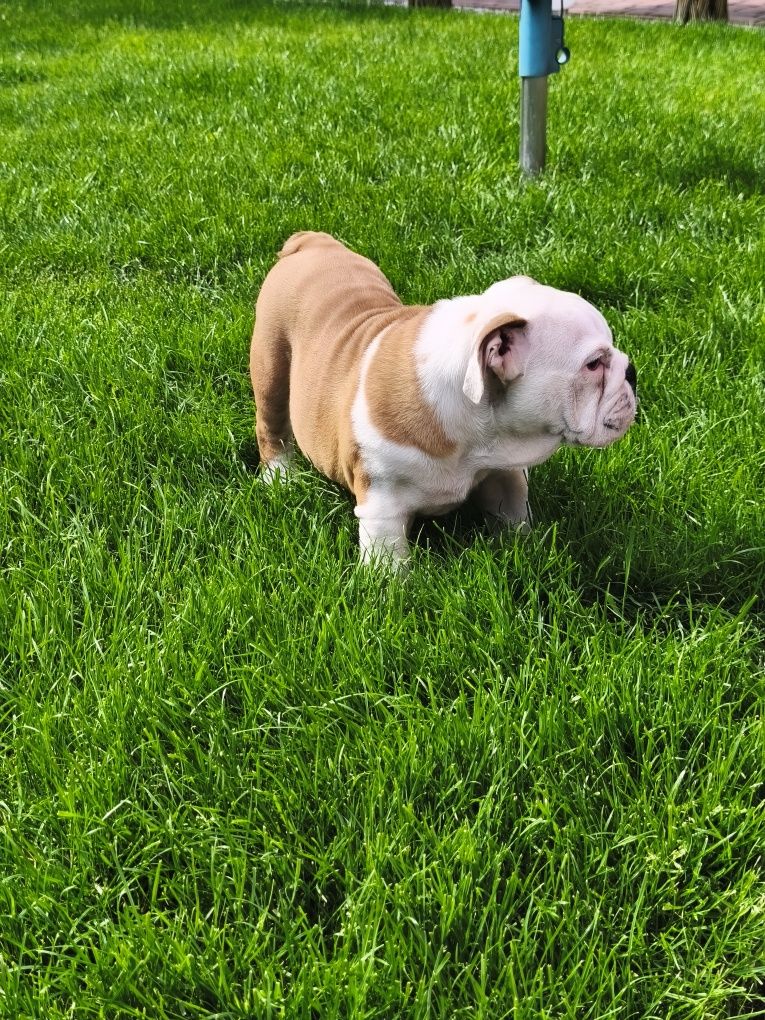 Buldog Angielski ZKwP FCI