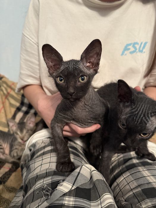 Коты Канадский Сфинкс