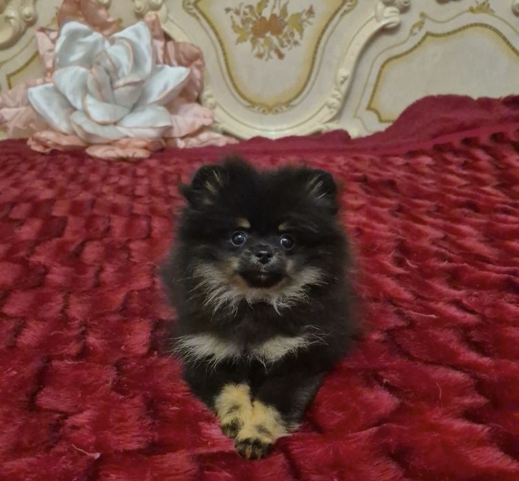 Эксклюзивный померанский шпиц