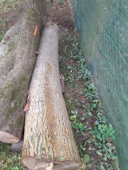 Pień orzecha II Sprzedam