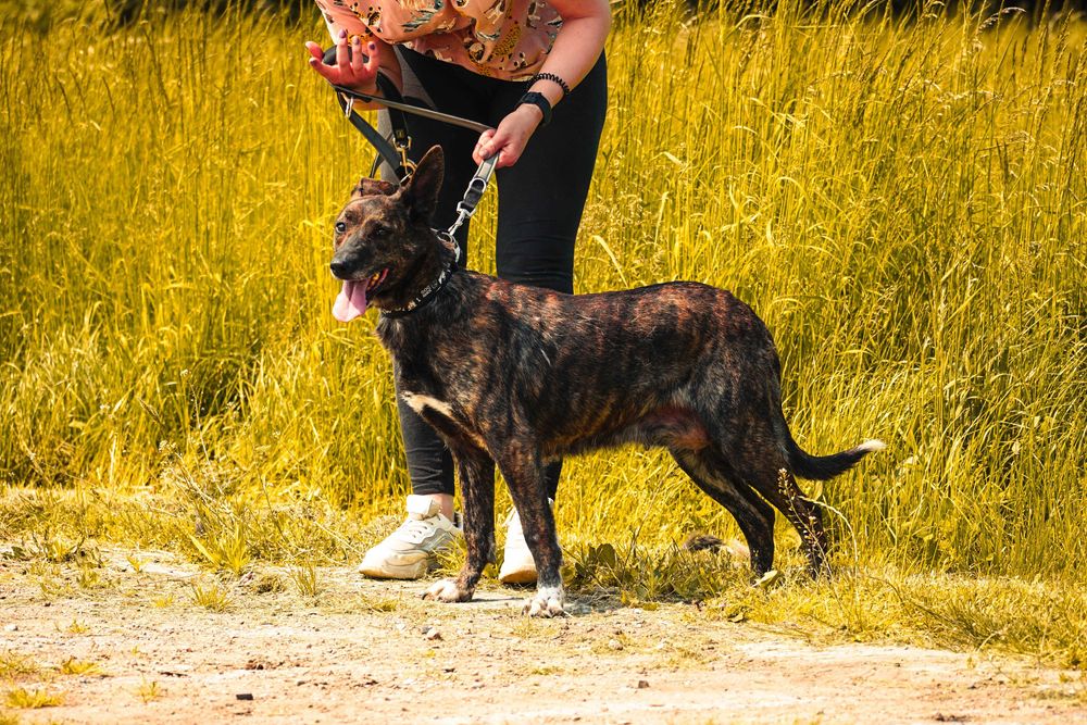 Adora - piekna pręgowana sunia