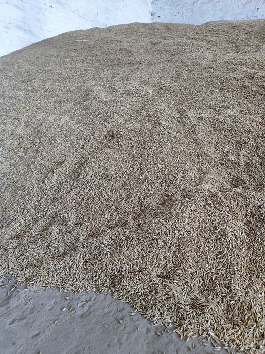 Овес врожай 2025