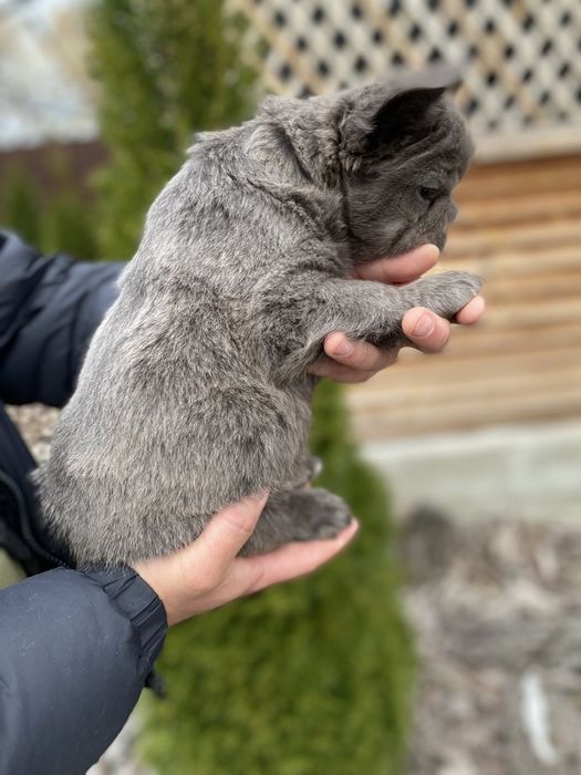 Флаффи французский бульдог мальчик