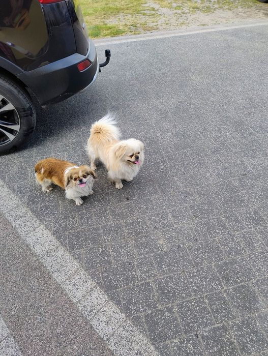 Piesek pekińczyk królewski biało-ekri