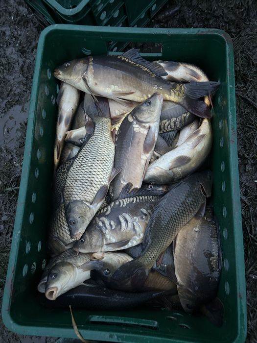 Продам живу рибу,товарну та зарибок вирощений у власній водоймі!