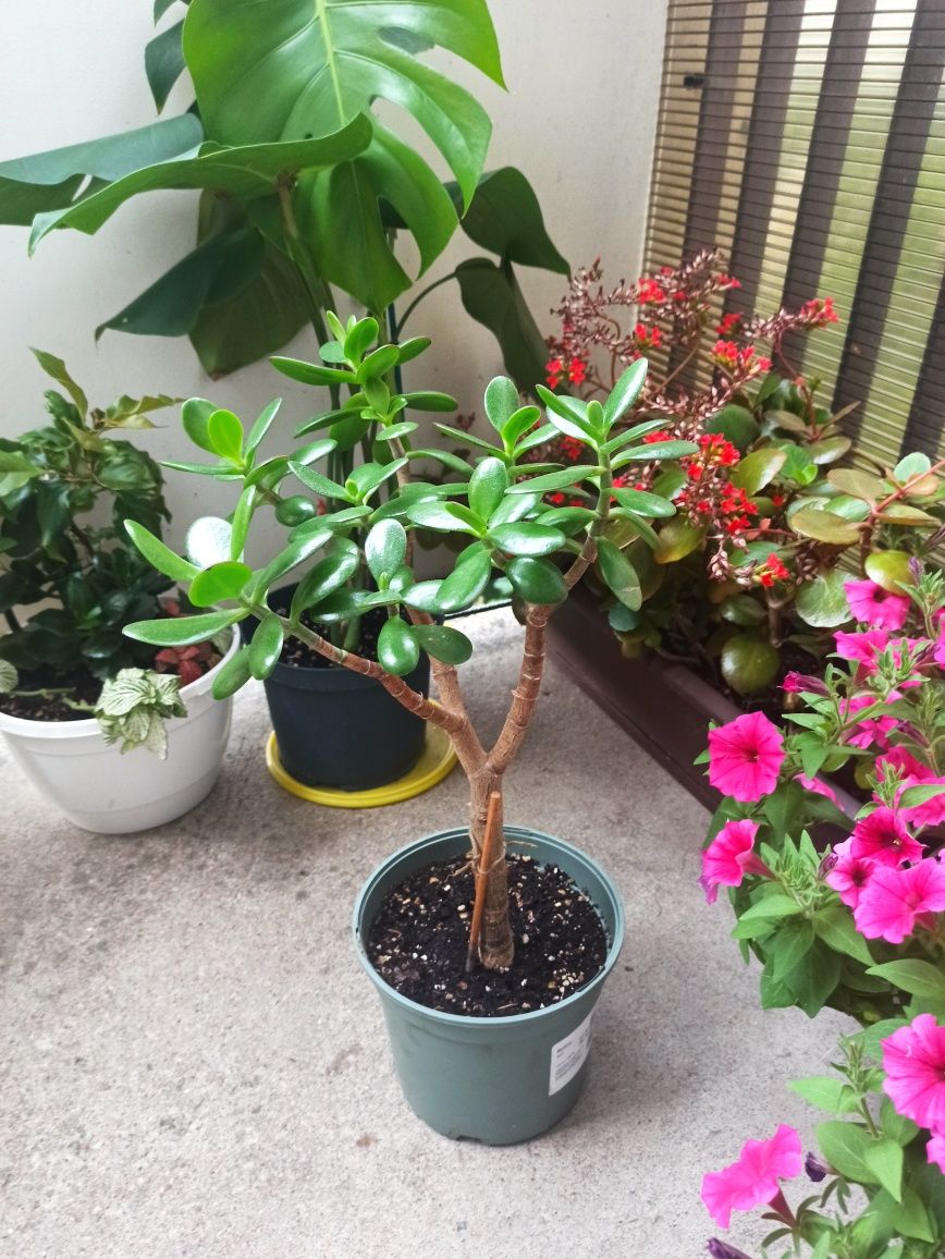 Krassula, drzewko szczęścia.