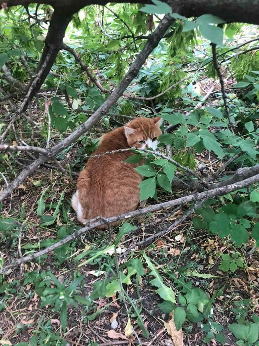 Отдам рыже-белого кота