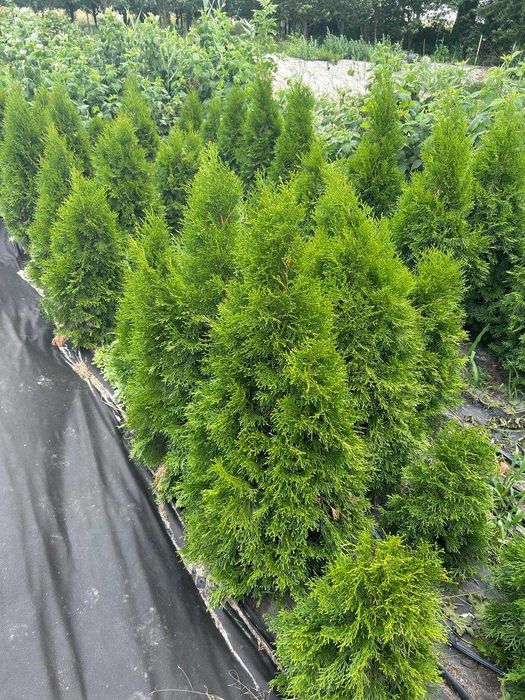 Tuje szmaragdowe wys. powyżej 100 cm