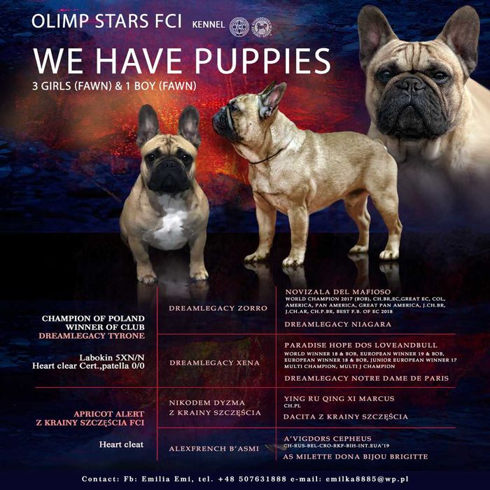 bulfog francuski ZKwP FCI suczka
