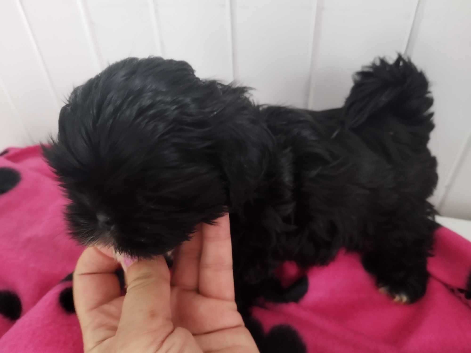 *** Shih Tzu Śliczny Czarny Chłopczyk Wielkości Yorka ***