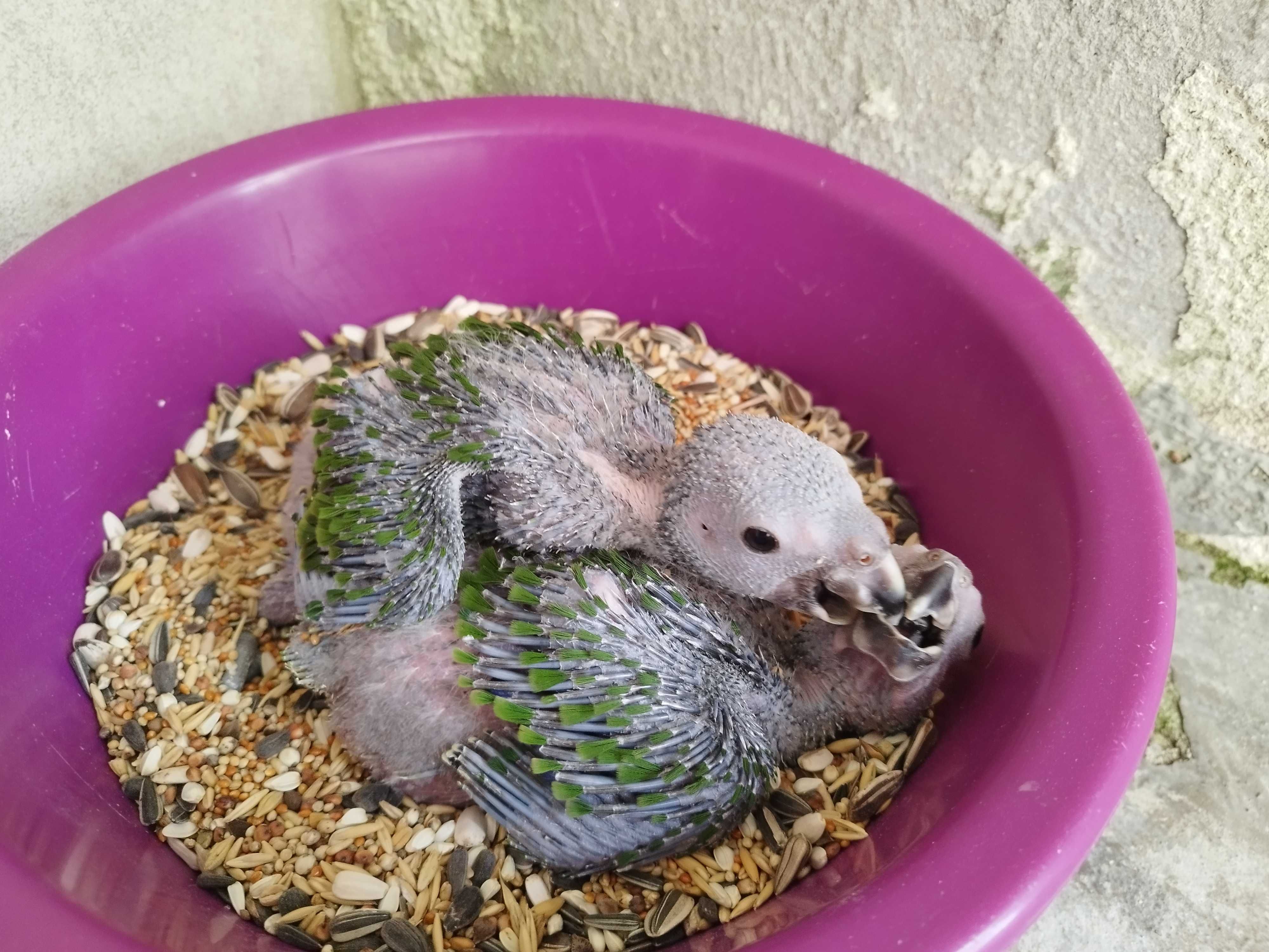 Crias de papagaio amazona