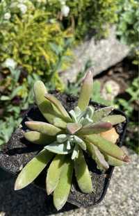 Dudleya virens ssp. hassei 160грн