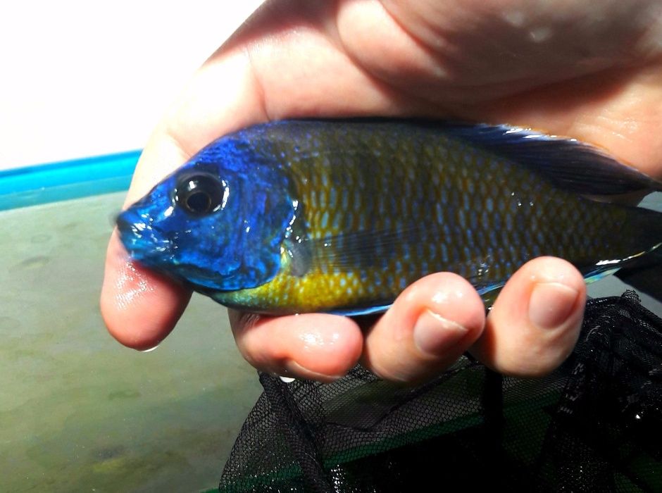 Machos-Pseudotropheus sp.red Zebra,Labid.caeruleus,Copadichromis