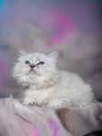 Ragdoll, urocza kotka ,po Championie ,FPL,FIFE