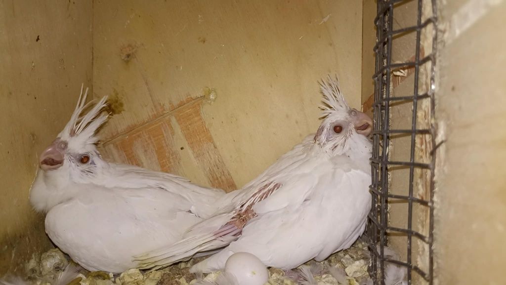 Caturras acabar de criar á mão