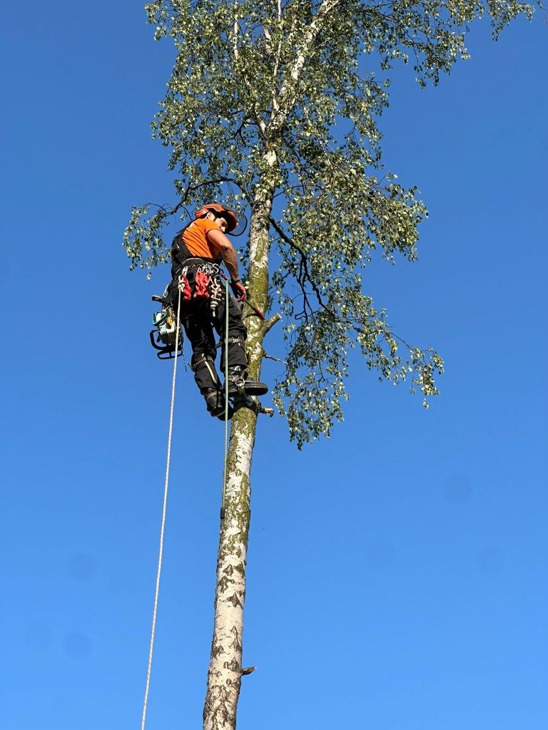 Wycinka drzew klasyczna oraz alpinistyczna / ZWYŻKA