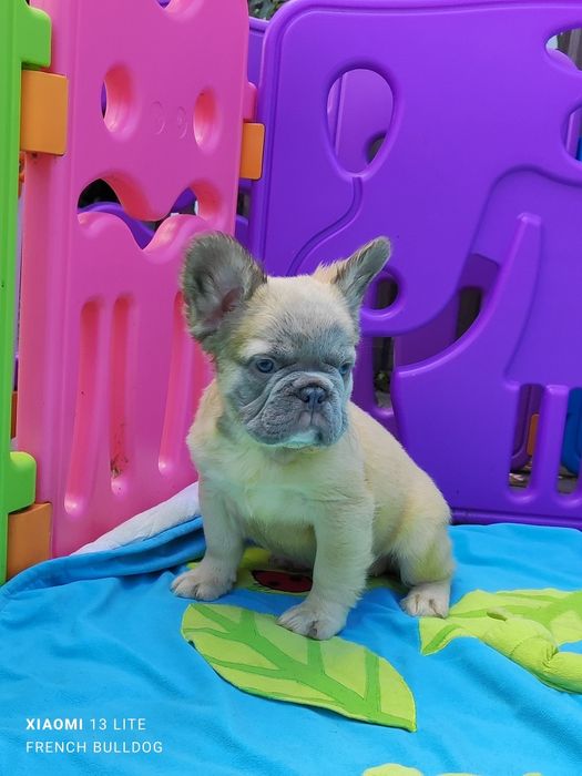 Дівчинка Флаффі пушиста.