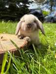 Królik miniaturka mini lop baranek miniaturowy karzełek