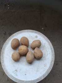 Ziemniaki sadzeniaki gala