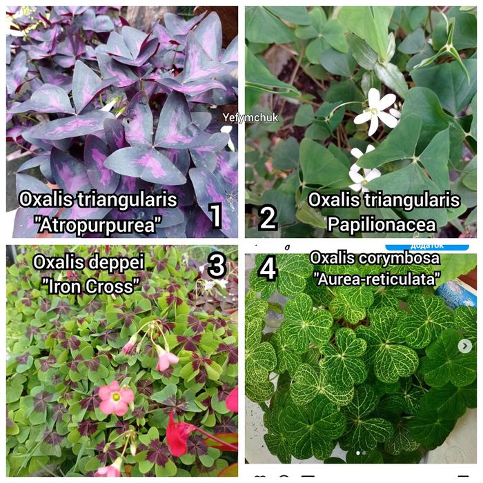 Оксаліс кімнатний