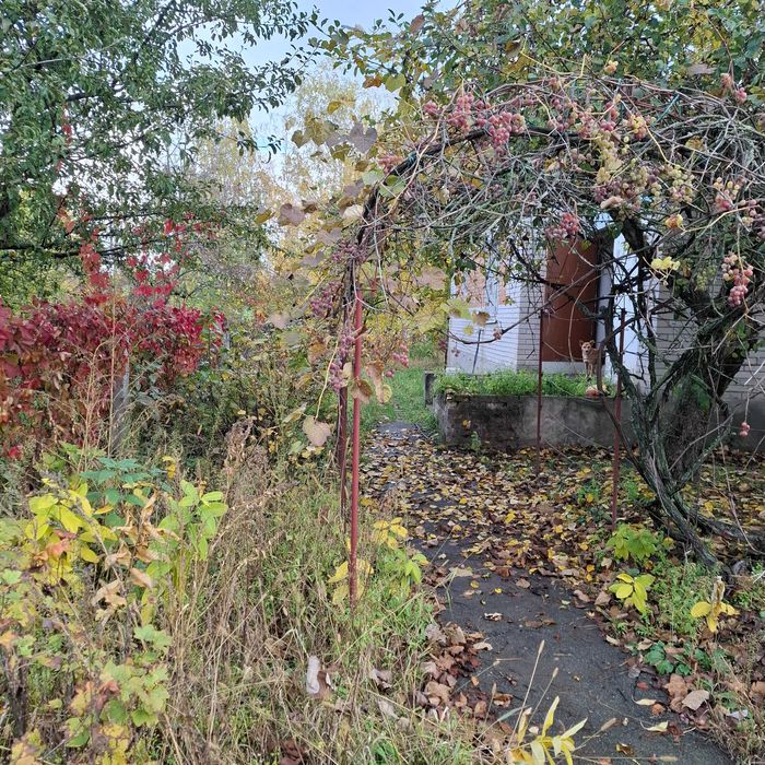 Будинок з великою територією