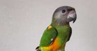 Птенец сенегальского попугая
