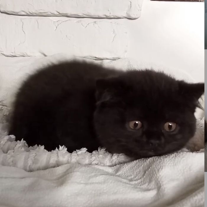 Дівчинка і хлопчик  шукають родину