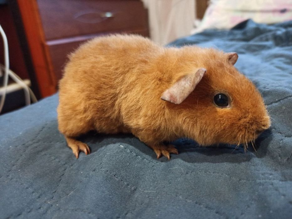 Морська свинка. Американський Тедді. Консультації