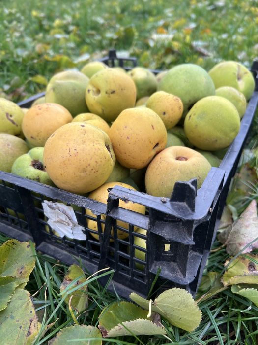 Pigwowiec naturalny nie pigwa naturalna bez nawozów