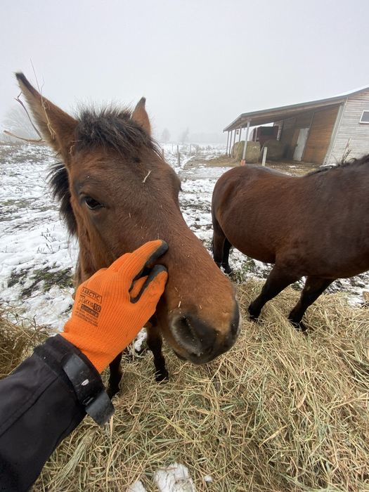 Ogierki huculskie 2024