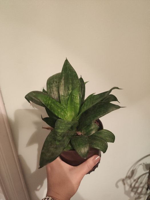 Рослина тещин язик